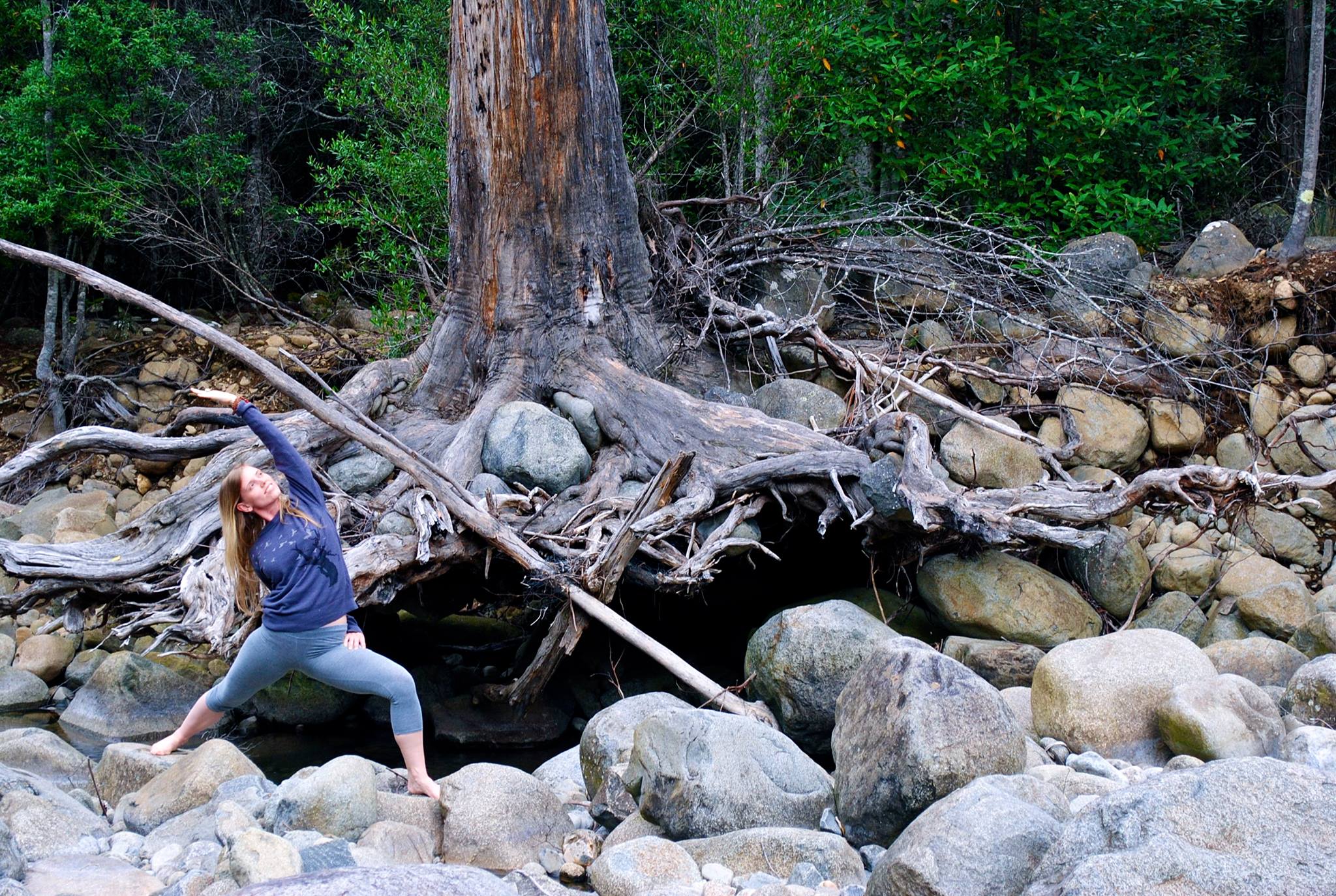 Holli Sinn in warrior pose among ancient tree roots